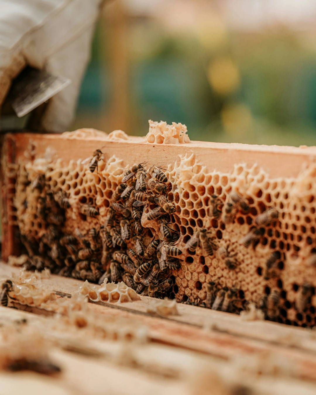 'Unveil the Hive' An Immersive Beekeeping Experience