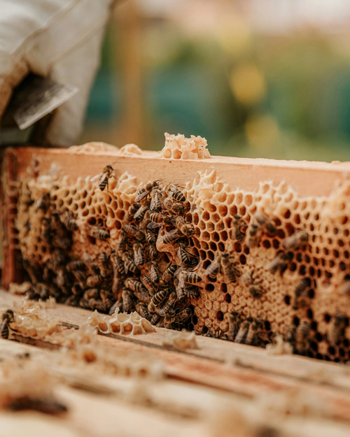 'Unveil the Hive' An Immersive Beekeeping Experience