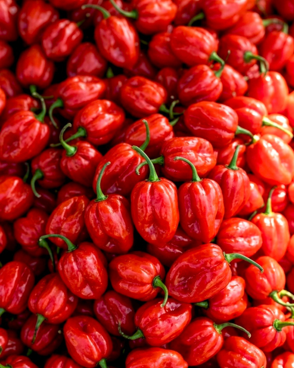 Habanero Hot Chilli Raw Honey 300g