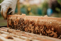Beekeeping for Beginners – Educational Workshop