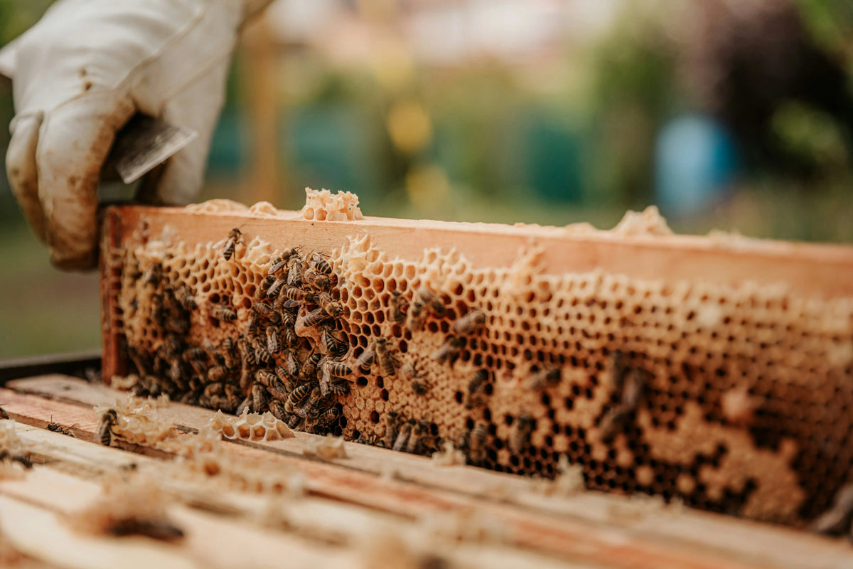 Beekeeping for Beginners – Educational Workshop