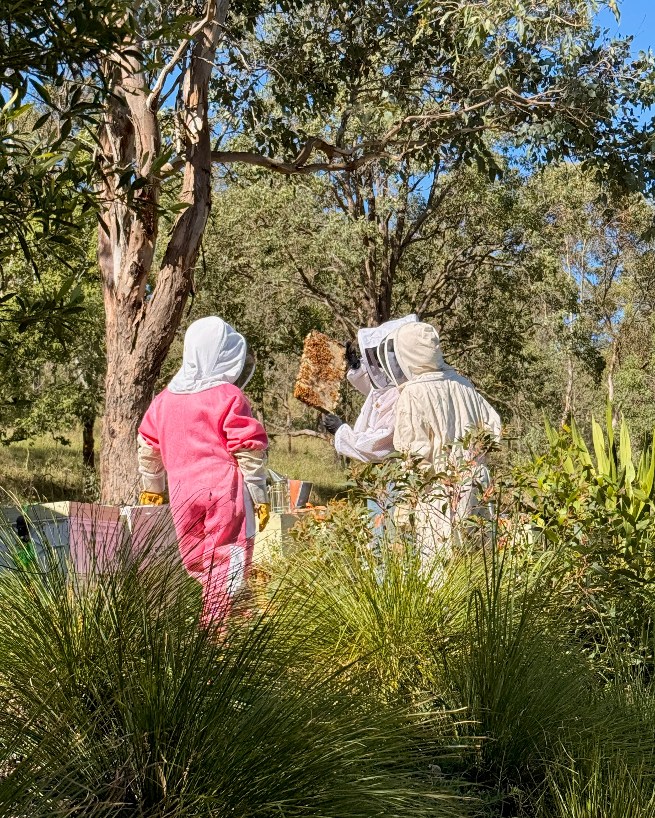 'Unveil the Hive' An Immersive Beekeeping Experience